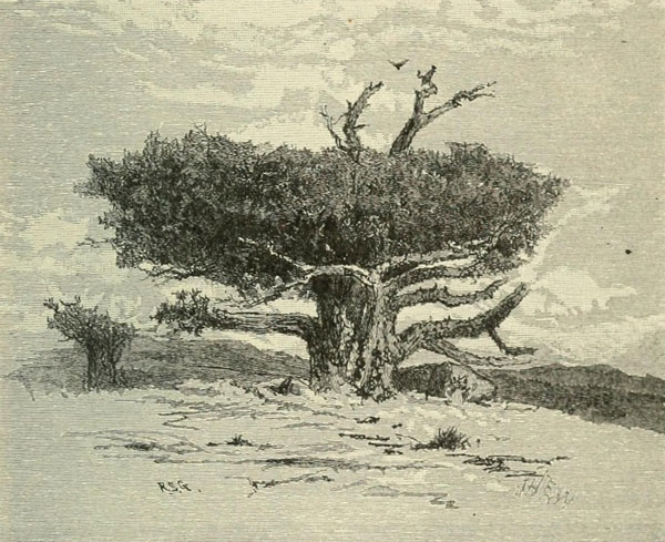 JUNIPER, OR RED CEDAR