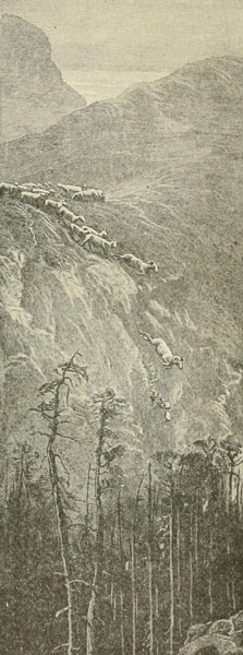 WILD SHEEP JUMPING OVER A PRECIPICE