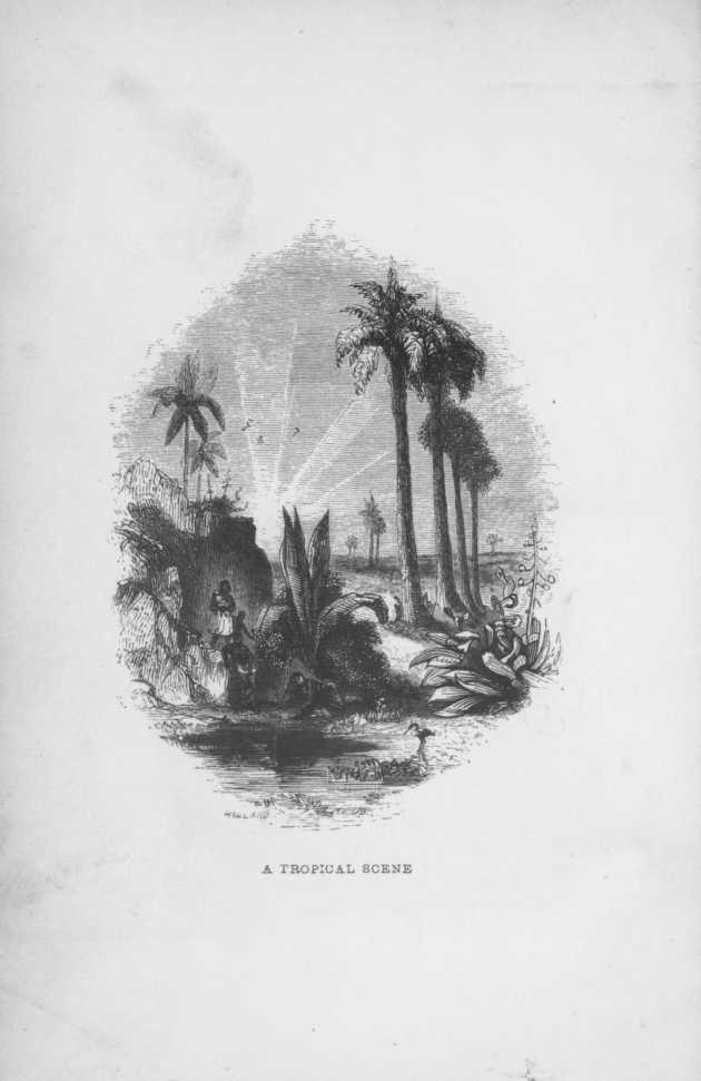 A TROPICAL SCENE A TROPICAL SCENE