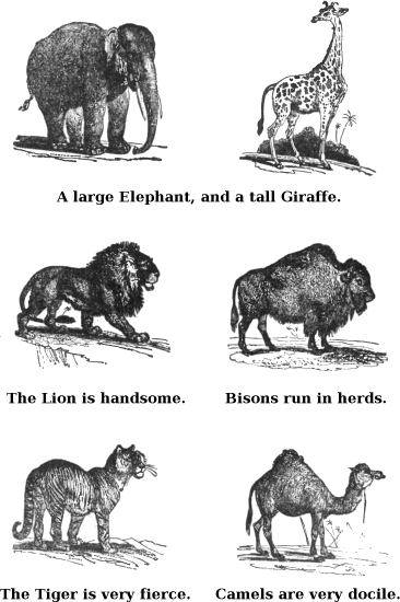 A Large Elephant, and a Tall Giraffe. The Lion is Handsome. Bisons Run in Herds. The Tiger is Very Fierce. Camels Are Very Docile. 