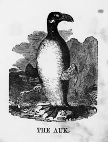 THE AUK