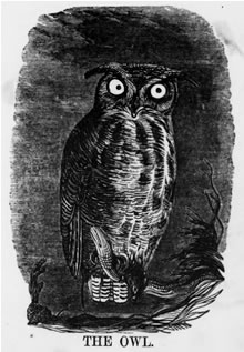 THE OWL 