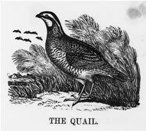 THE QUAIL