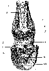LIGAMENTS OF THE FIRST AND SECOND INTERPHALANGEAL ARTICULATIONS