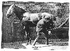 THE NEAR HIND-FOOT SECURED WITH THE SIDE-LINE.