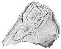 LONGITUDINAL SECTION OF A FOOT WITH LAMINITIS OF EIGHT DAYS' STANDING.