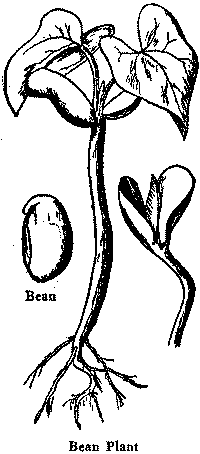 Bean Plant