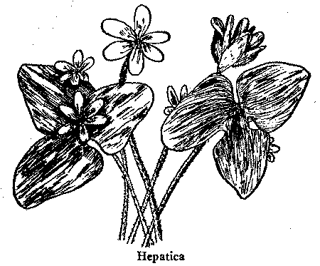 Hepatica