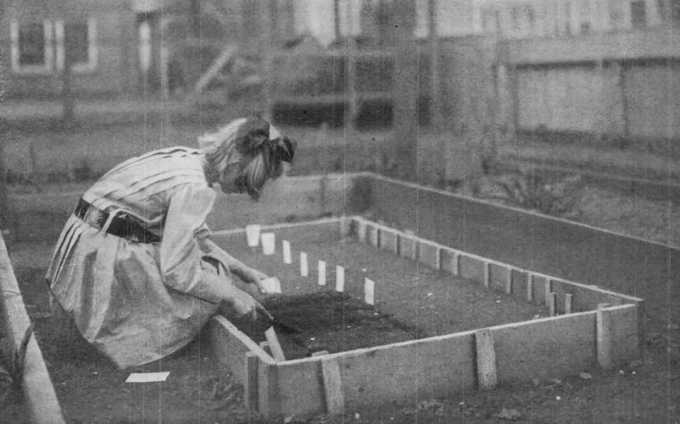 Elizabeth Sowing Small Seed From the Package. Photograph by Helen W. Cook.