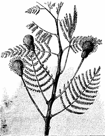  Fig. 7.—PARKIA BIGLOBOSA.