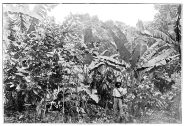 Young Cultivation, with catch Crop of Bananas, Cassava, and Tania: Trinidad.