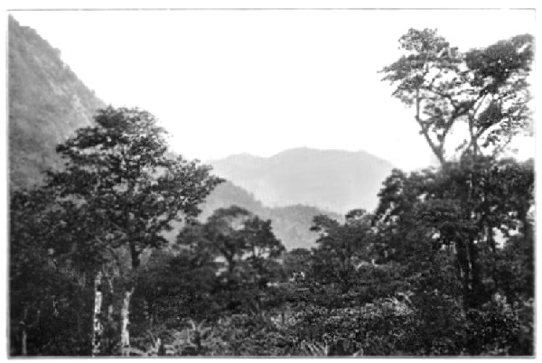 The Home of the Cacao.  (One of Messrs. Cadburys' Estates, Maracas, Trinidad)