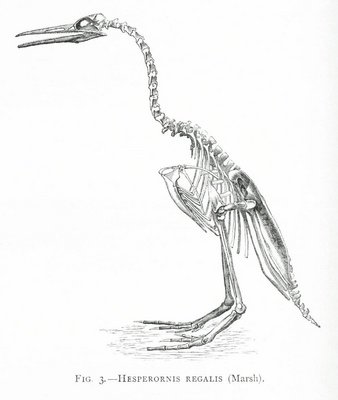 FIG. 3.—HESPERORNIS REGALIS (Marsh).