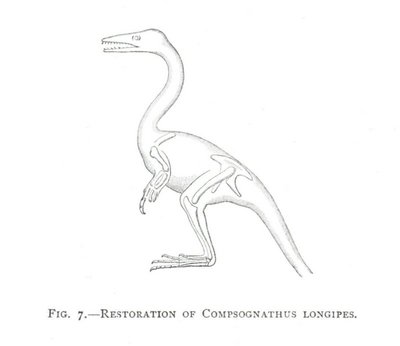 FIG. 7.—RESTORATION OF COMPSOGNATHUS LONGIPES.