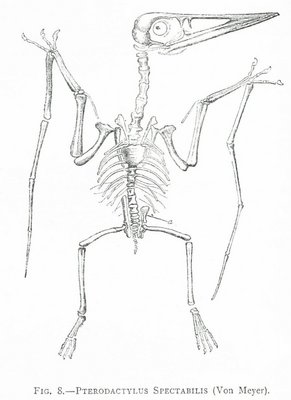 FIG. 8.—PTERODACTYLUS SPECTABILIS (Von Meyer).