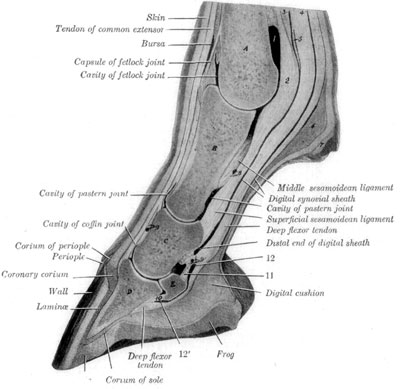 Fig. 4—Sagital Section of Digit and Distal Part of Metacarpus. A, Metacarpal bone; B, first phalanx; C, second phalanx, D, third phalanx; E, distal sesamoid bone; 1, volar pouch of capsule of fetlock joint; 2, inter-sesamoidean ligament; 3, 4, proximal end of digital synovial sheath; 5, ring formed by superficial flexor tendon; 6, fibrous tissue underlying ergot; 7, ergot; 8, 9, 9', branches of digital vessels; 10, distal ligament of distal sesamoid bone; 11, suspensory ligament of distal sesamoid bone; 12, 12', proximal and distal ends of bursa podotrochlearis. (From Sisson's ''Anatomy of the Domestic Animals'').