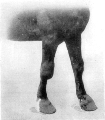 Fig. 12—Hygromatous condition of the right carpus, also distension of sheaths of extensor tendons of both fore legs.