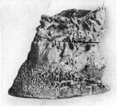 Fig. 18—Rarefying osteitis in chronic ringbone and ossification of lateral cartilages.