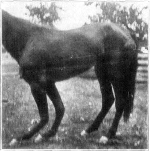 Fig. 26—Extreme dorsal flexion said to have resulted from an attack of distemper. From Amer. J'n'l. Vet. Med., Vol. XI, No. 4.