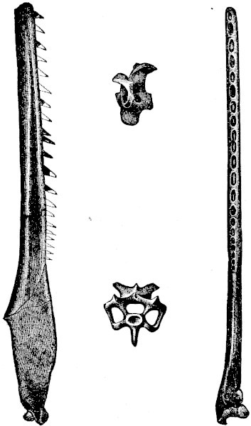 FIG. 5.—ICHTHYORNIS DISPAR (Marsh).  (Side and upper views of half the lower jaw; and side and end views of a vertebra.)