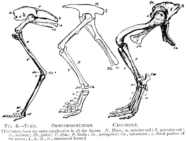 FIG. 6.—BIRD. ORNITHOSCELIDAN. CROCODILE.  (The letters have the same signification in all the figures. Il., Ilium; a, anterior end; b, posterior end Is., ischium; Pb., pubis; T, tibia; F, fibula; As., astragalus; Ca., calcaneum; i, distal portion of the tarsus; i., ii., iii., iv., metatarsal bones.)