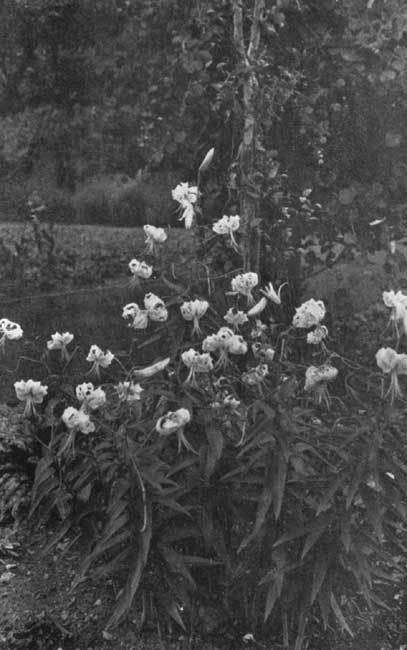 Speciosum Lilies in the Shade.