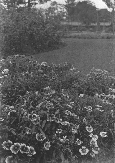 A Bed of Japan Pinks.