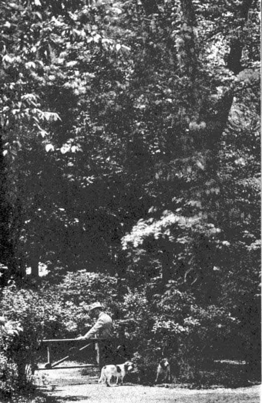 The silver maple by the lane gate.