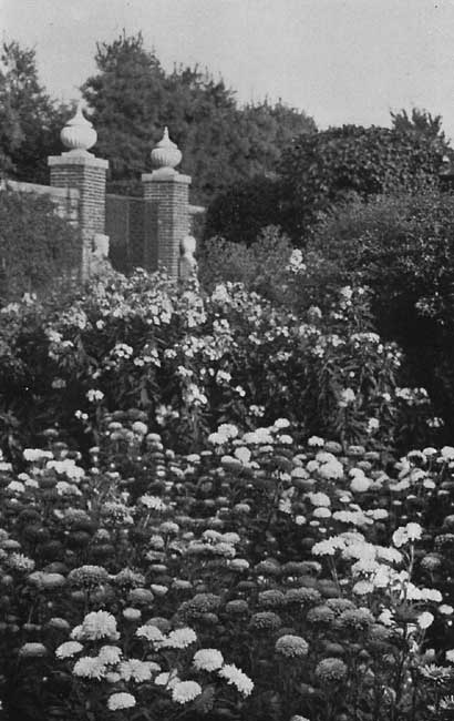 Asters well Massed.