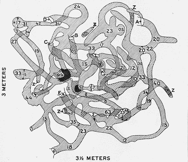 Fig. 2.—Diagram of a typical den of Dipodomys spectabilis spectabilis.