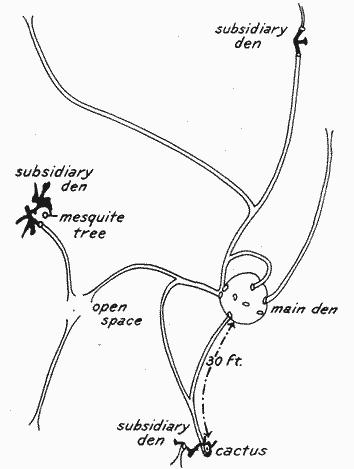 Fig. 3.—Diagram of the system of surface runways and subsidiary dens of Dipodomys spectabilis spectabilis.