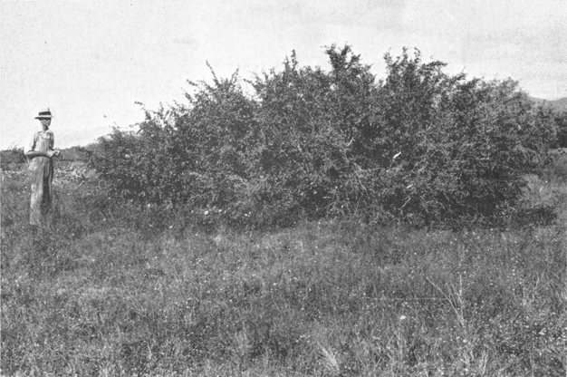 Plate VIII. Fig. 2.—Growth Following Elimination of Kangaroo Rats.