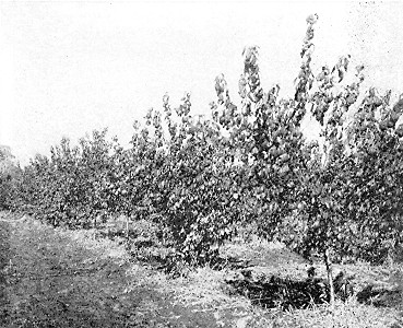 Hybrid plum No. 21—at Minnesota State Fruit-Breeding Farm.