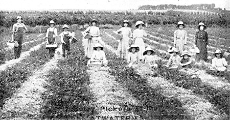 A productive strawberry field at P. H. Peterson's Atwater fruit farm.