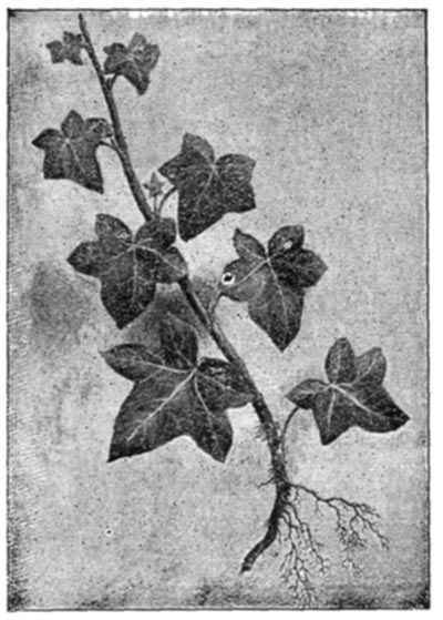 Spray of Ivy.