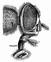 Enlarged view of Head of Fly showing Trunk.