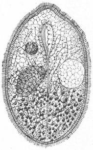 Frontonia leucas