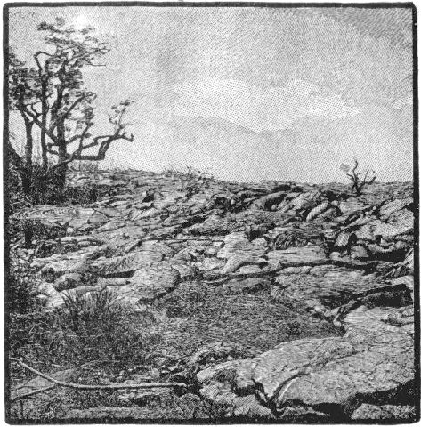 Fig. 15.—Flow of lava invading a forest. A tree in the distance is not completely burned, showing that the molten rock had lost much of its original heat.