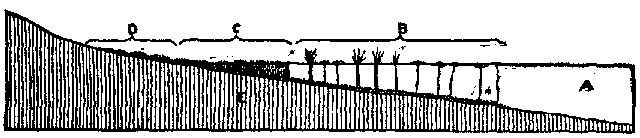 Fig. 17.—Diagram showing beginning of peat bog: A, lake; B, lilies and rushes; C, lake bog; D, climbing bog.