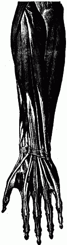 Fig. 1—Hand and forearm, showing the grouping of muscular and connective tissues in the organ for grasping. Fig. 1