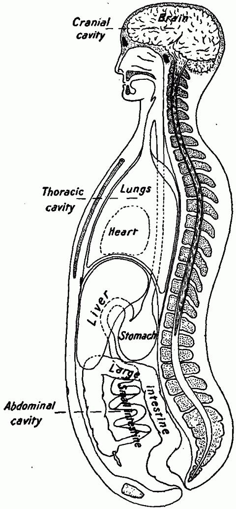 Fig. 2—Diagram of a lengthwise section of the body to show its large cavities and the organs which they contain. Fig. 2