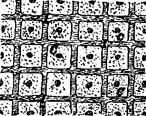Fig. 3—Diagram showing the relation of the cells and the intercellular material. C. Cells. I. Intercellular material. Fig. 3