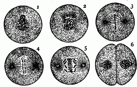 Fig. 5—Steps in cell-division (after Wilson). Note that the process begins with the division of the attraction sphere, then involves the nucleus, and finally separates the main body. Fig. 5