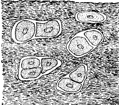 Fig. 7—Cartilage cells, surrounded by the intercellular material which they have deposited. Fig. 7