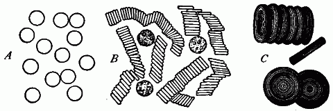Fig. 8—Blood corpuscles, highly magnified. A. Red corpuscles as they appear in diluted blood. B. Arrangement of red corpuscles in rows between which are white corpuscles, as may be seen in undiluted blood. C. Red corpuscles much enlarged to show the form. Fig. 8