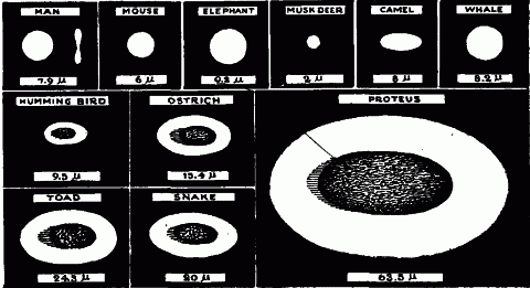 Fig. 9—Red corpuscles from various animals. Those from mammals are without nuclei, while those from birds and cold-blooded animals have nuclei. Fig. 9
