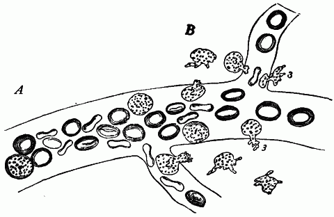 Fig. 10—Escape of white corpuscles from a small blood vessel (Hall). At A the conditions are normal, but at B some excitation in the surrounding tissue leads to a migration of corpuscles. 1, 2, and 3 show different stages of the passage. Fig. 10