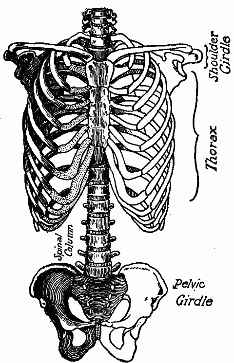 Fig. 101—Bone groups of trunk. Fig. 101