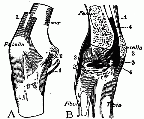 Fig. 103—Outside and inside view of knee joint. 1. Tendons. 2. Ligaments. 3. Cartilage. 4. Space containing synovial fluid. This space is lined, except upon the articular surfaces, by the synovial membrane. Fig. 103