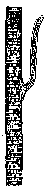 Fig. 108—A striated muscle cell highly magnified, showing striations and nuclei. Attached to the cell is the termination of a nerve fiber. Fig. 108